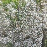 Gypsophila paniculataFlower