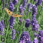 Lavandula angustifoliaÇiçek