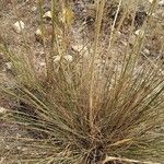 Celtica gigantea 葉