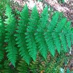 Dryopteris dilatata ഇല