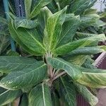 Aglaonema costatum Blatt