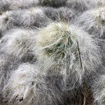 Austrocylindropuntia floccosa