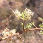 Terminalia prunioides ᱵᱟᱦᱟ