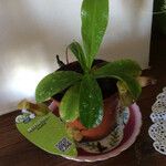 Nepenthes alata Folha