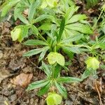 Helleborus viridisList