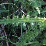 Cirsium filipendulum Leaf