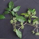 Dendropanax gonatopodus その他の提案