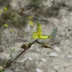 Helianthemum salicifolium Fula