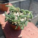 Crassula mesembryanthoidesLeaf