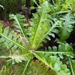 Sonchus canariensis Blatt