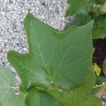 Gossypium herbaceum Likasa