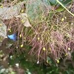 Cotinus obovatusFlower