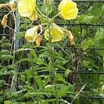 Oenothera glazioviana പുഷ്പം