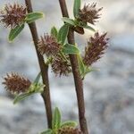 Salix caesia Mbuma