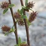 Salix caesia Fruit