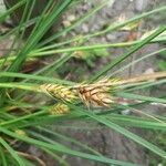 Carex secalina ഫലം