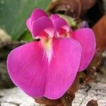 Canavalia rosea 花