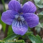 Viola pinnata Flower