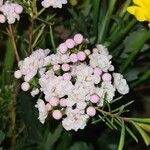 Chamelaucium uncinatum Flower