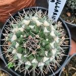 Mammillaria compressaKora