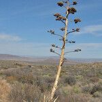 Agave havardiana Агульны выгляд