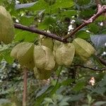 Staphylea trifolia Fruit