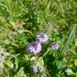 Mentha pulegiumFlower