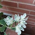 Euphorbia leucocephala Квітка