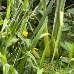 Ranunculus lingua Fiore