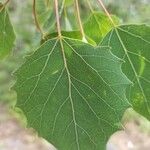 Populus grandidentata Folha