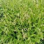 Chasmanthium latifolium 整株植物