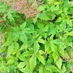 Filipendula rubra Leaf