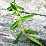 Hypericum hypericoides Leaf