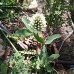 Trifolium alexandrinum Квітка