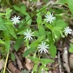 Stellaria puberaFlower