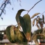 Elaeagnus angustifolia Folha