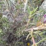 Thymus longiflorus Leaf