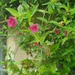 Jasminum beesianum Flower