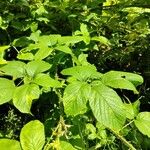 Rubus macrophyllus Blad