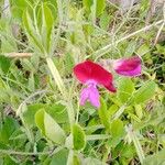 Lathyrus odoratusFleur