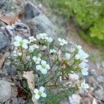 Cardamine plumieri Fula