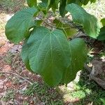Pterygota brasiliensis 葉