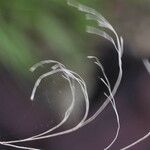 Poa palustris Cvet