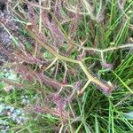 Drosera binata Blatt