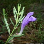 Scutellaria siphocampyloides 花