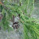 Cryptomeria japonica ᱡᱚ