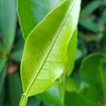 Citrus hystrix Leaf