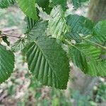 Carpinus orientalis Blad