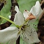 Pyrus calleryana Blomst