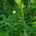 Angelica lucida Fuelha